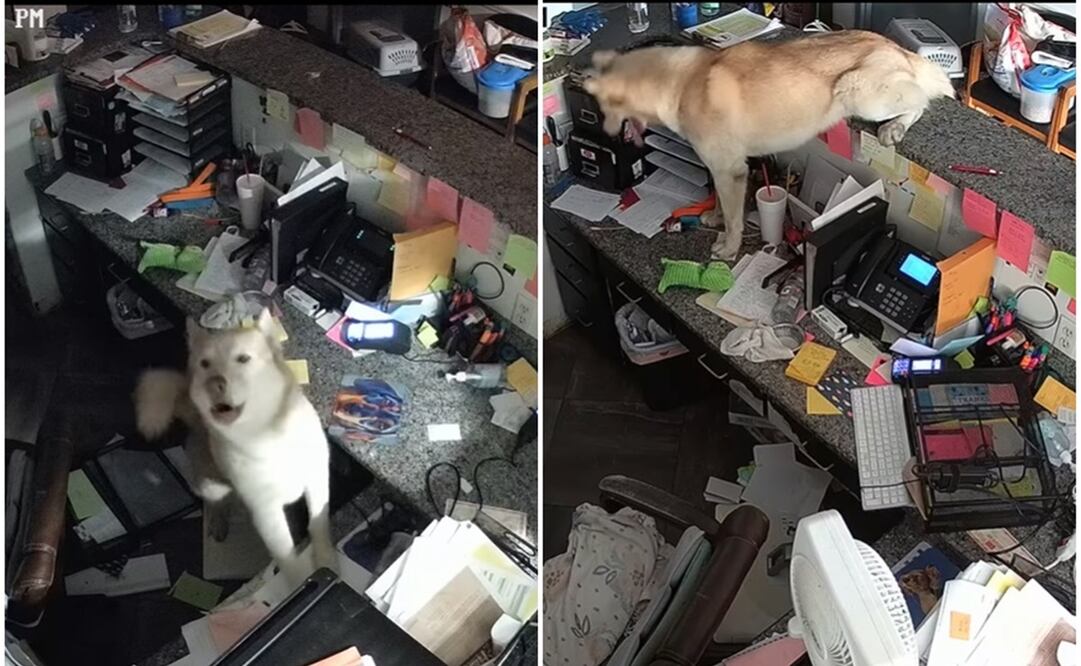 Lomito causa estragos en refugio. Foto: Capturas tomadas de Facebook @Charles Corey Speegle