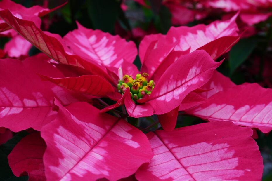 De acuerdo con la Sedema, la venta de nochebuenas en CDMX dejó una derrama económica superior a los 98 mdp. (Foto: especial)