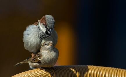 ¿Cómo duermen los pájaros?; bióloga explica