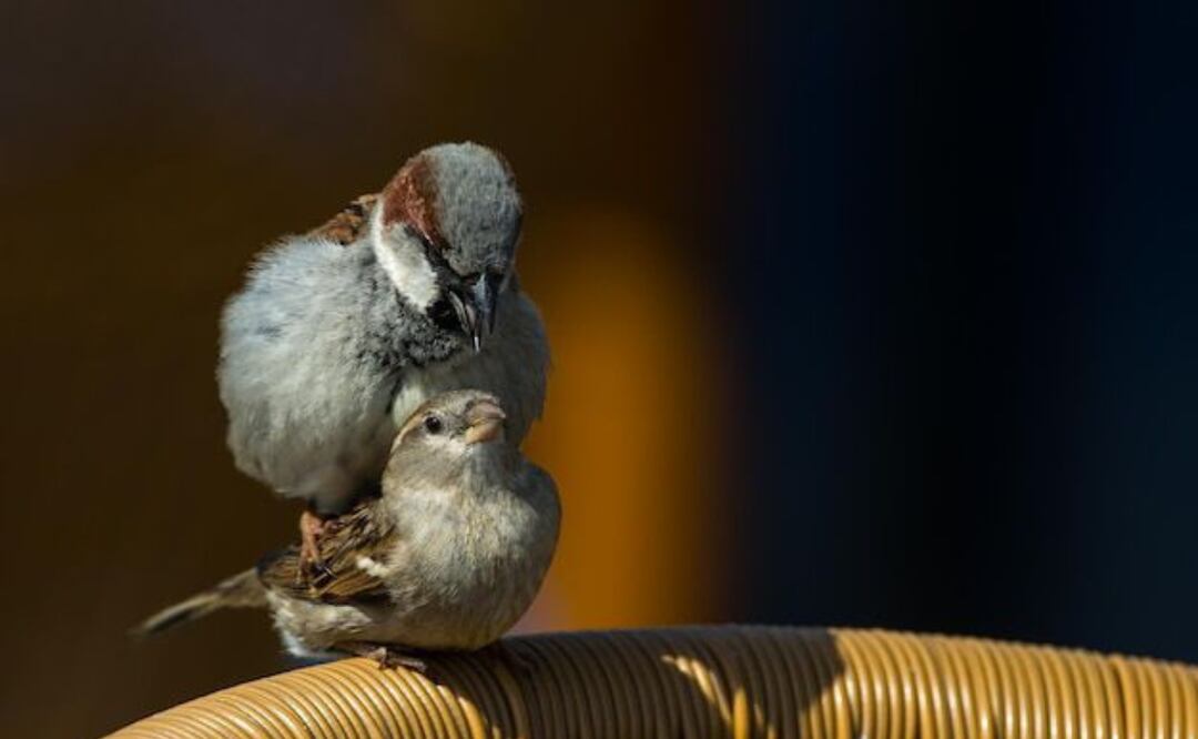 El sueño de las aves es un ejemplo asombroso de cómo los animales se adaptan a su entorno. Fuente: Freepik.