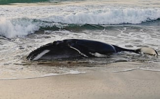 Profepa activa "Protocolo de atención a mamíferos marinos" por cría de ballena; estaba varada en playa de Oaxaca