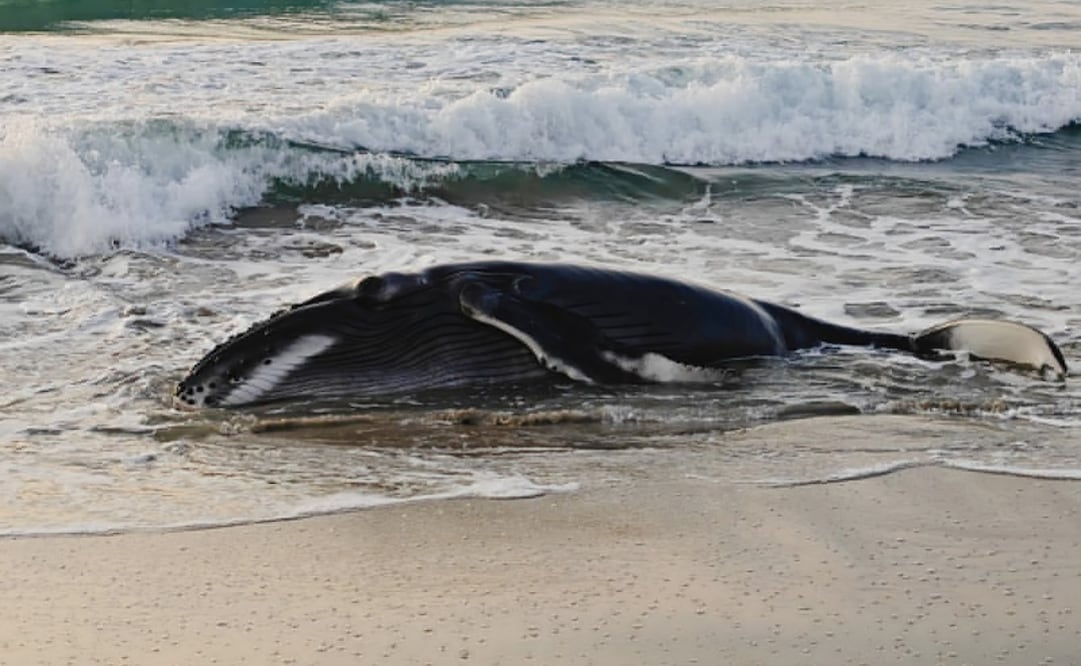 Cría de ballena jorobada varada en  playa Barra de la Cruz, Tehuantepec, Oaxaca. Foto: Tomada de la cuenta de X de @PROFEPA_Mx