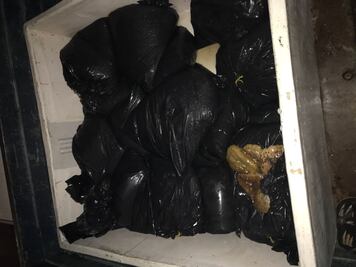 Decomisan 600 kilogramos de pepino de mar en Yucatán