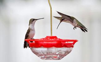 Pasos para atraer colibríes a tu jardín; prepara néctar seguro con solo 2 ingredientes