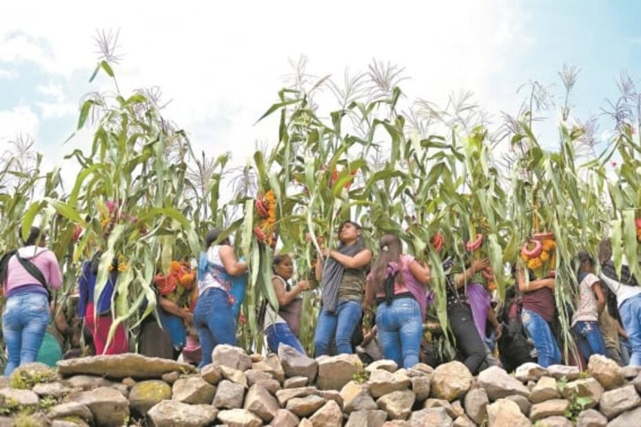 Covid-19 no frena el baile tradicional a la milpa