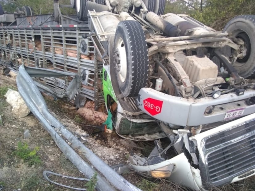 Vuelca tráiler que transportaba 200 cerdos en Mérida; varios mueren atrapados
