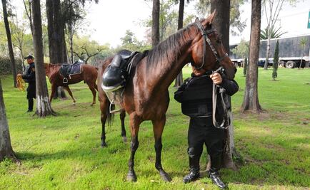 Carne de caballo, una alternativa alimenticia