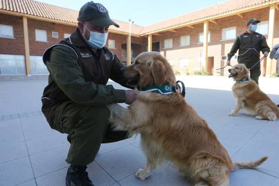 Chile adiestra perros policías para detectar enfermos de Covid-19