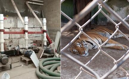 Aseguran a un león africano, dos pumas, un tigre de bengala y águilas en domicilio dedicado al huachicoleo en Huixquilucan, Edomex