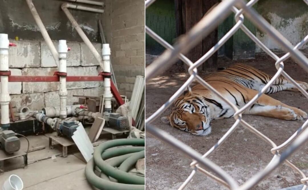 Ocho personas fueron detenidas como resultado del cateo, a quienes se les presentó ante el Agente del Ministerio Público. Foto: Especial