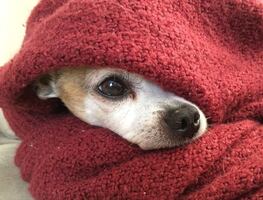 ¿Cómo saber si mi perro o gato tienen frío en casa? Conoce las claves