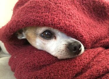 ¿Cómo saber si mi perro o gato tienen frío en casa? Conoce las claves