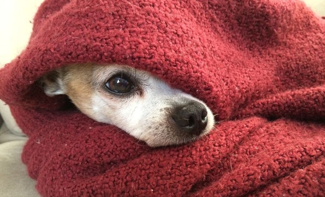 En esta temporada de frío debes estar atento a las señales que puedan indicar que tu perro o gato está pasando frío. Fuente: Pixabay