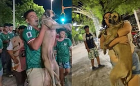 No lo creerás: encuentra a su perrita perdida viendo un video en vivo de los festejos de México. VIRAL