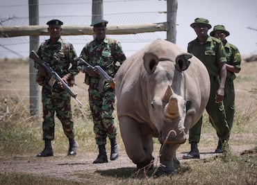 Extraen óvulos de rinoceronte blanco para intentar salvar especie