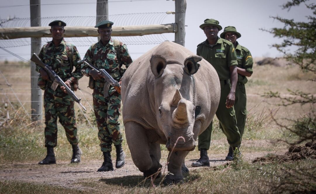 Escoltada por guardabosques y cuidadores la rinoceronte blanca de diecinueve años Fatu -una de las dos últimas de su especie- camina hacia la zona de pasto en la Reserva Ol. Foto: EFE