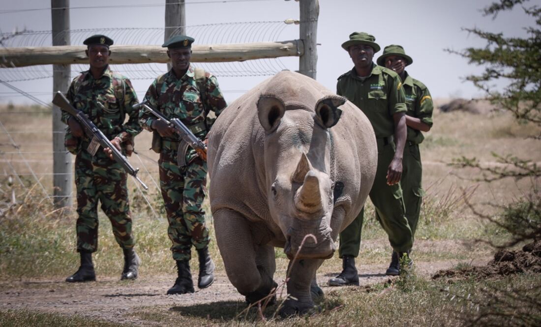Escoltada por guardabosques y cuidadores la rinoceronte blanca de diecinueve años Fatu -una de las dos últimas de su especie- camina hacia la zona de pasto en la Reserva Ol. Foto: EFE