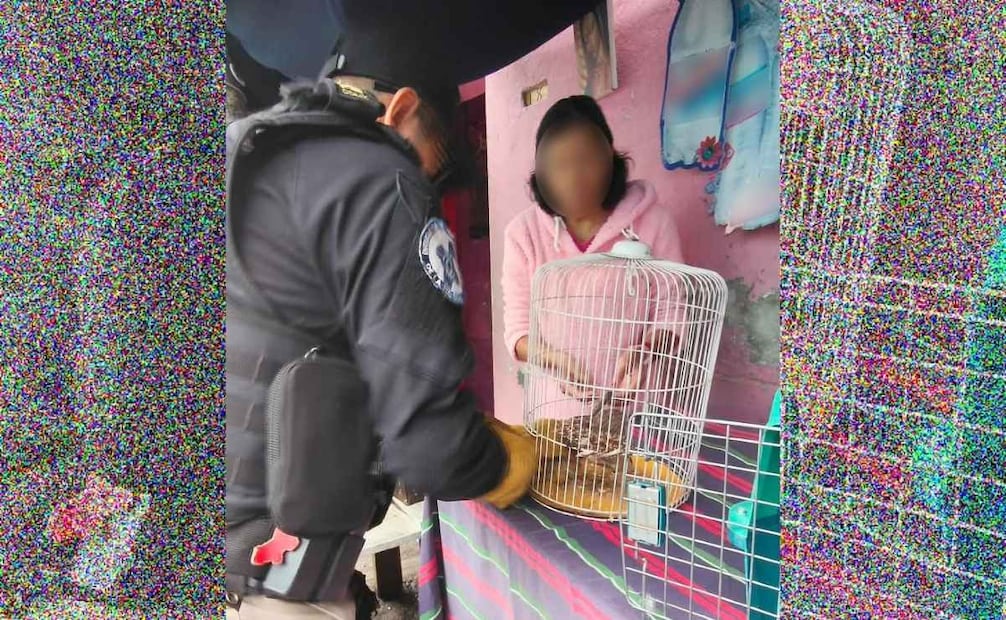 Un búho enano que presentaba dificultades para volar fue resguardado por elementos de la Brigada de Vigilancia Animal (BVA) de la Secretaría de Seguridad Ciudadana (SSC). | Foto: Especial.