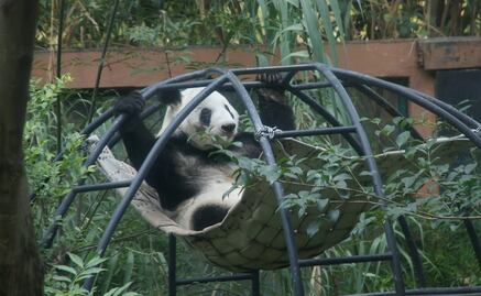Zoológicos CDMX: Animales superan expectativa de vida en cautiverio; centros de conservación aseguran el bienestar de los ejemplares