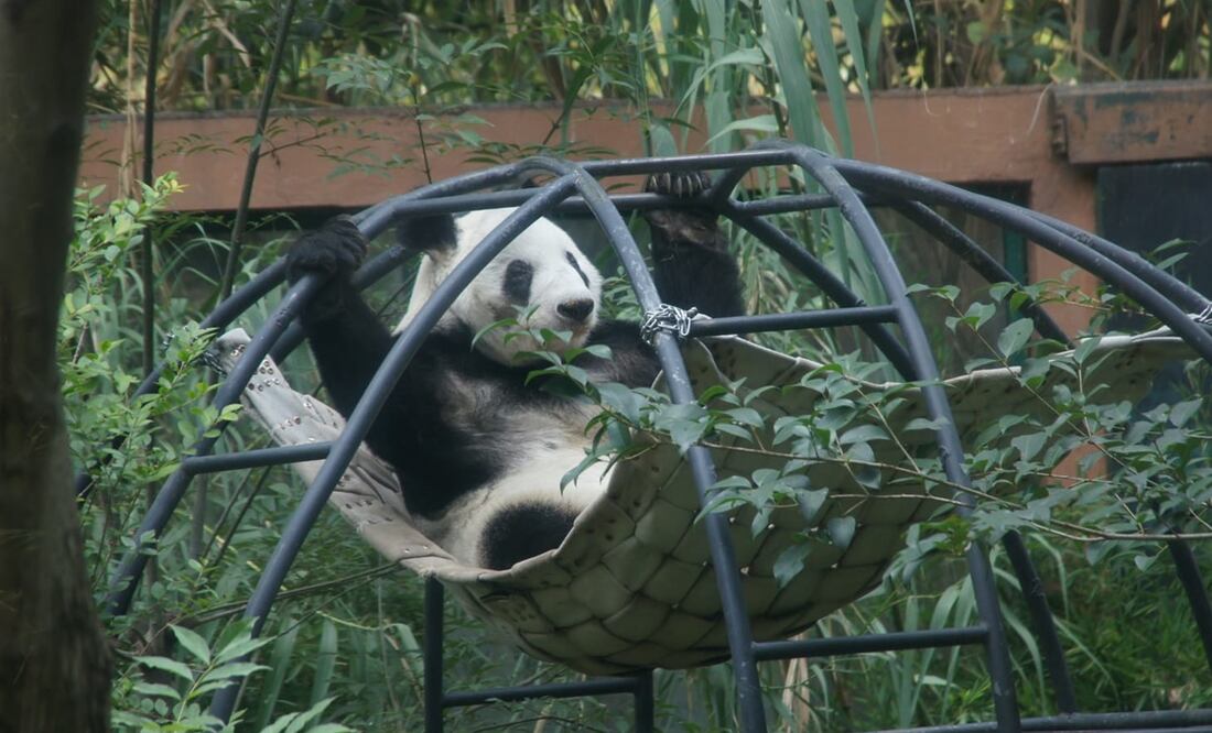 El nombre de Xin Xin significa “Esperanza”, y su presencia da evidencia de cómo estos centros de conservación han evolucionado. Foto: Especial