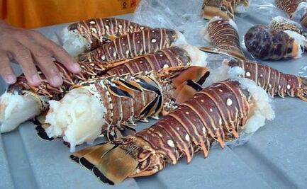 Sector pesquero logra captura de 400 toneladas de langosta en Yucatán