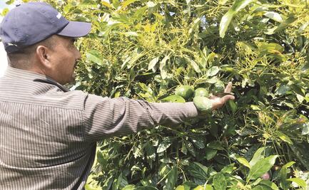 Confían en que TLCAN no afecte a aguacateros