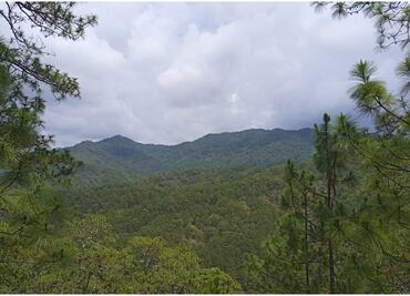 Dan revés a Oaxaca en disputa por Los Chimalapas; tribunal decide no anular ejidos de Chiapas