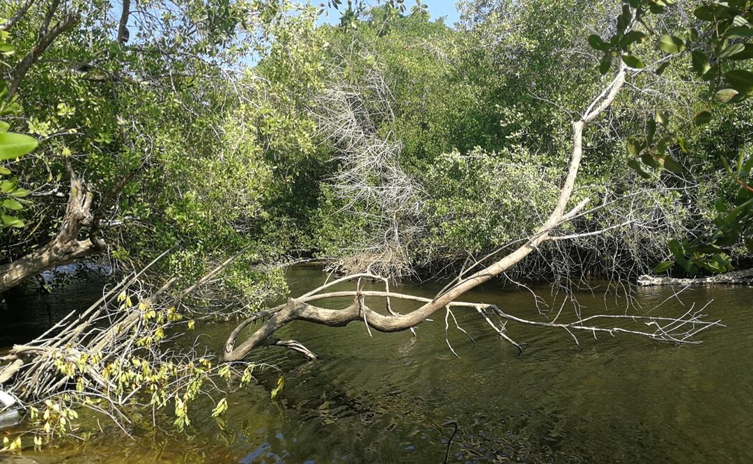 Los manglares, conocidos como "ecosistemas de carbono azul". Foto: Archivo El Universal