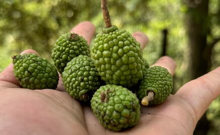 ¿Qué es la semilla de guásimo y para qué sirve?