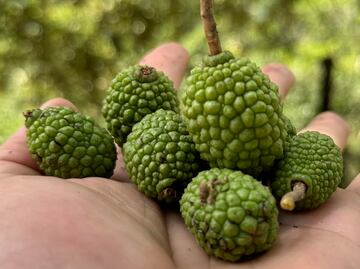 ¿Qué es la semilla de guásimo y para qué sirve?