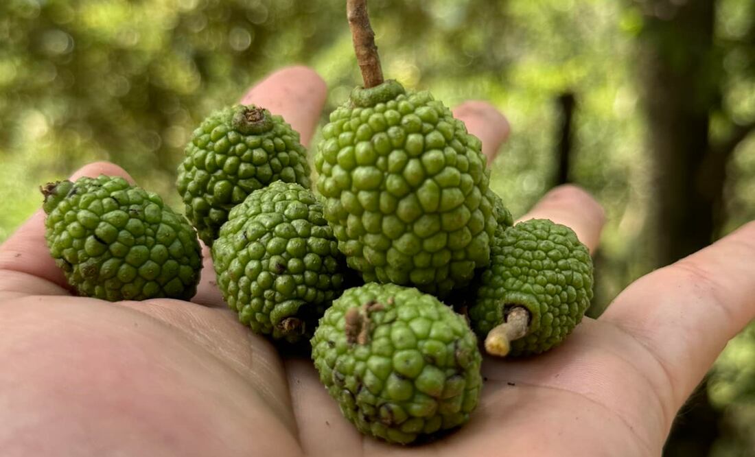 Guasimo. Foto: Los Gamda Medicinales / Facebook