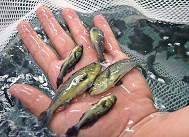 Condenados sólo 10% por tráfico de totoaba, un pez más caro que la cocaína