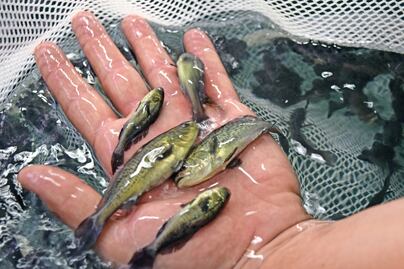 Condenados sólo 10% por tráfico de totoaba, un pez más caro que la cocaína