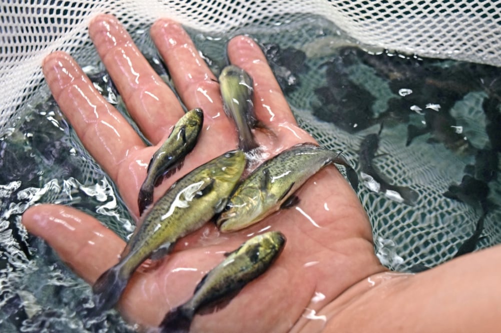 La vejiga de la totoaba, conocida como buche, puede costar hasta 60 mil dólares en el mercado asiático por sus propiedades medicinales. (FOTOS: ARCHIVO EL UNIVERSAL)