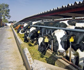 Declaran a BC zona libre de garrapatas