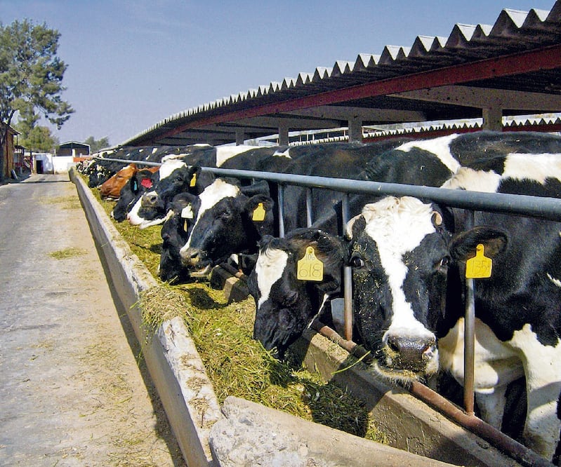 Beneficios. Con el reconocimiento del USDA, los ganaderos de Baja California podrán exportar animales con facilidad. Foto/ARCHIVO EL UNIVERSAL