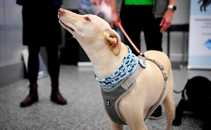 Finlandia utiliza perros adiestrados para detectar Covid-19 en el aeropuerto de Helsinki