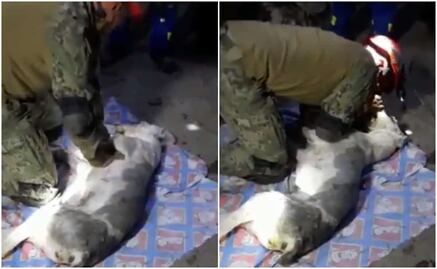 Marino intenta reanimar a perrito rescatado tras derrumbe en Cerro del Chiquihuite