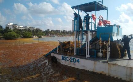 Recolectan 44 mil 913 toneladas de sargazo en Quintana Roo durante temporada 2021