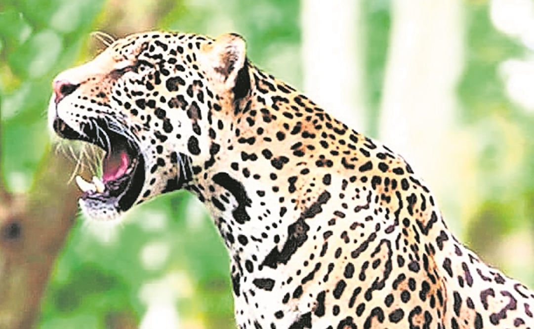 Foto: Archivo/EL UNIVERSAL