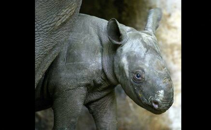 Reintroducen en Ruanda una especie desaparecida de rinoceronte