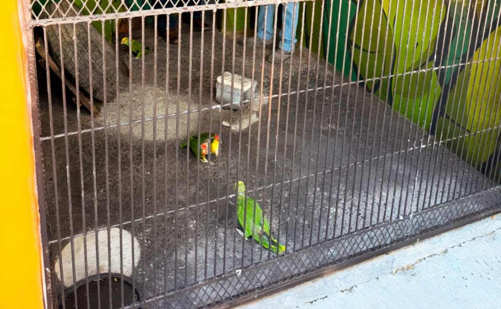 Profepa reporta la devolución de EU a México de tres loros cabeza amarilla que fueron extraídos ilegalmente del país (04/04/2026). Foto: Profepa