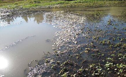 Mueren peces en río Tula por fuga de combustible