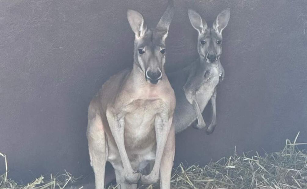A los imputados en Hidalgo les fueron asegurados dos canguros (24/04/2025). Foto: Especial
