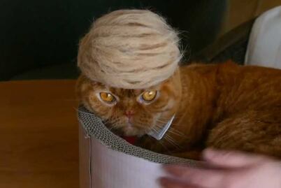Crean peluca de Trump para gatos