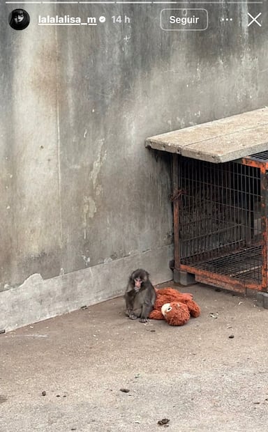 La cantante de 28 años visitó al mono más viral de internet. Fotos: Instagram