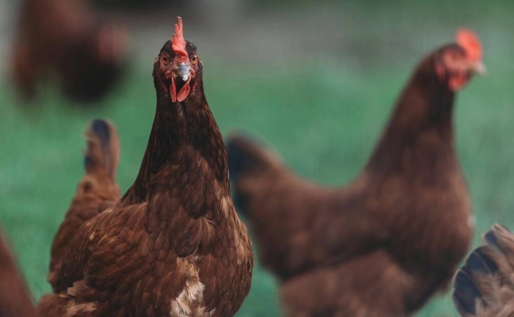 El trabajo de las gallinas ponedoras. Foto: Pexels