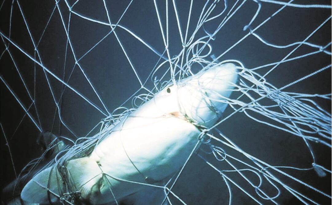 Foto: AP/Ocean Wildlife Campaign, archivo