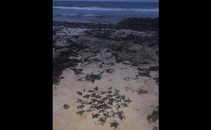 Confirman muerte de tortuguitas marinas por sargazo en playas de Tulum