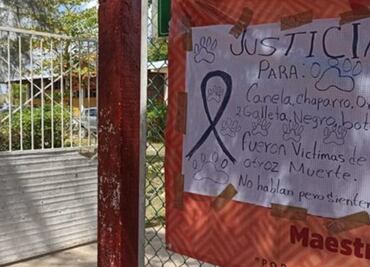 Yucatán: suspenden a directora de secundaria por crueldad animal; ordenó envenenar a siete perros